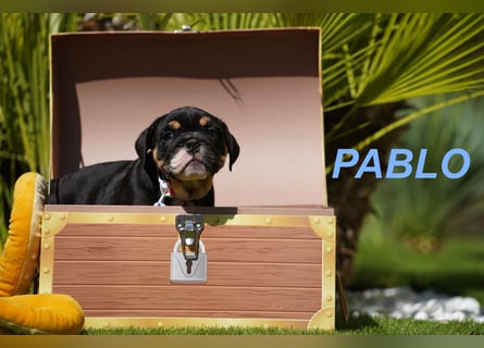 Gesunde, Reinrassige & Wunderschöne Englische Bulldogge Welpen