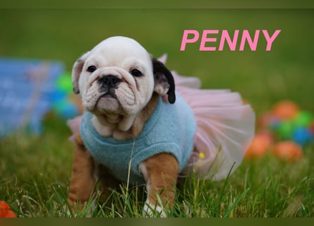 Gesunde, Reinrassige & Wunderschöne Englische Bulldogge Welpen