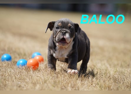 Gesunde, Reinrassige & Wunderschöne Englische Bulldogge Welpen