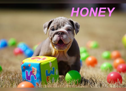 Gesunde, Reinrassige & Wunderschöne Englische Bulldogge Welpen