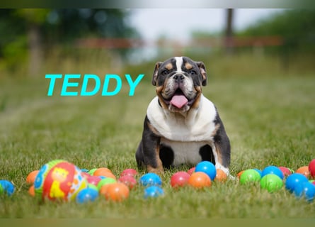 Gesunde Reinrassige Englische Bulldogge Welpen