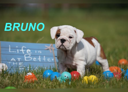 Gesunde, Reinrassige & Super Süße Englische Bulldogge Welpen
