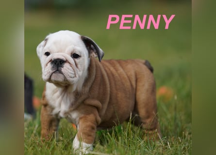 Gesunde, Reinrassige & Super Süße Englische Bulldogge Welpen