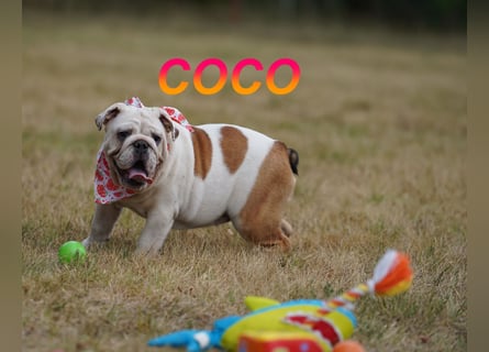 Gesunde Reinrassige Englische Bulldogge Welpen