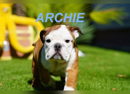 Gesunde Reinrassige Englische Bulldogge Welpen