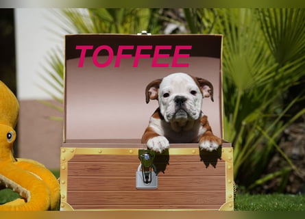 Gesunde Reinrassige Englische Bulldogge Welpen