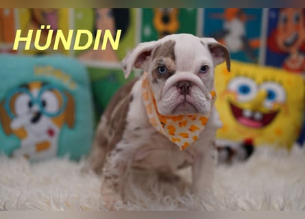 Gesunde Reinrassige Englische Bulldogge Welpen