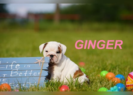 Gesunde, Reinrassige & Super Süße Englische Bulldogge Welpen