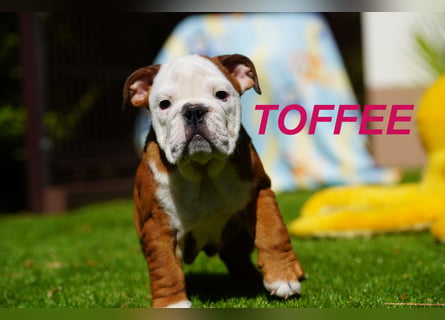 Gesunde Reinrassige Englische Bulldogge Welpen