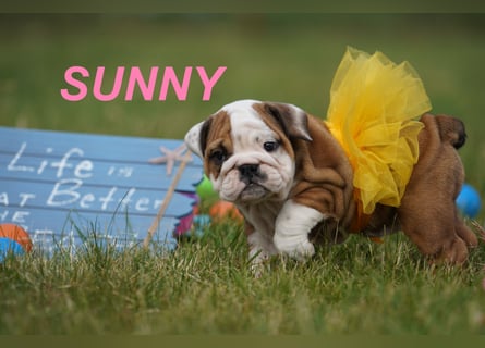 Gesunde, Reinrassige & Super Süße Englische Bulldogge Welpen