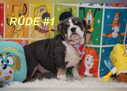 Gesunde Reinrassige Englische Bulldogge Welpen