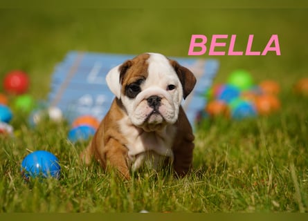 Gesunde, Reinrassige & Super Süße Englische Bulldogge Welpen