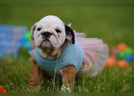 Gesunde, Reinrassige & Super Süße Englische Bulldogge Welpen