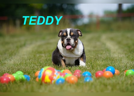 Gesunde Reinrassige Englische Bulldogge Welpen