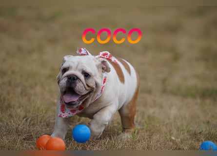 Gesunde Reinrassige Englische Bulldogge Welpen