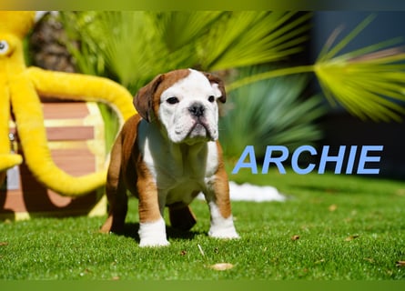 Gesunde Reinrassige Englische Bulldogge Welpen