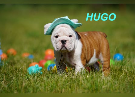 Gesunde, Reinrassige & Super Süße Englische Bulldogge Welpen
