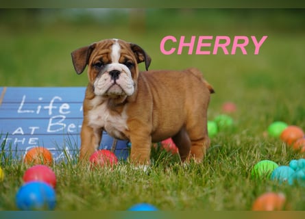Gesunde, Reinrassige & Super Süße Englische Bulldogge Welpen