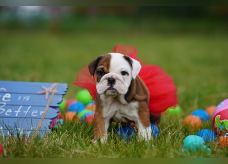 Gesunde, Reinrassige & Super Süße Englische Bulldogge Welpen