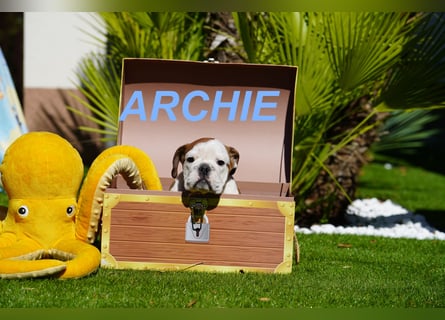 Gesunde Reinrassige Englische Bulldogge Welpen