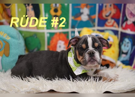 Gesunde Reinrassige Englische Bulldogge Welpen