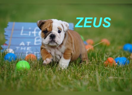 Gesunde, Reinrassige & Super Süße Englische Bulldogge Welpen