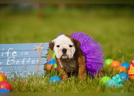 Gesunde, Reinrassige & Super Süße Englische Bulldogge Welpen
