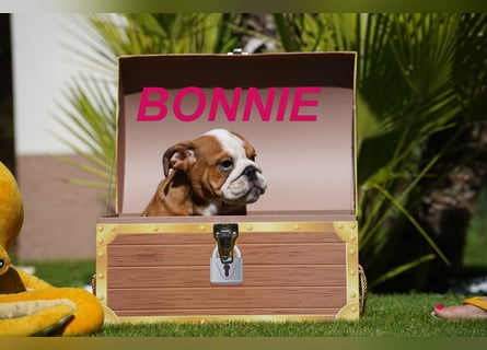 Gesunde Reinrassige Englische Bulldogge Welpen