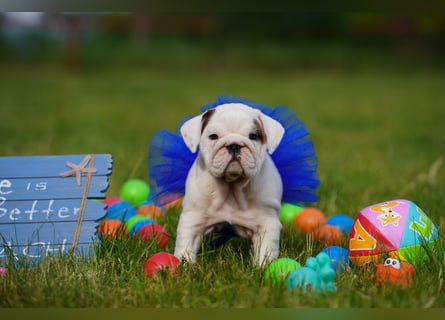 Gesunde, Reinrassige & Super Süße Englische Bulldogge Welpen