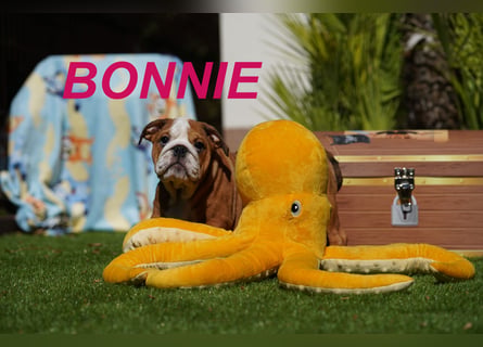 Gesunde Reinrassige Englische Bulldogge Welpen