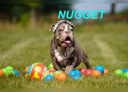 Gesunde Reinrassige Englische Bulldogge Welpen