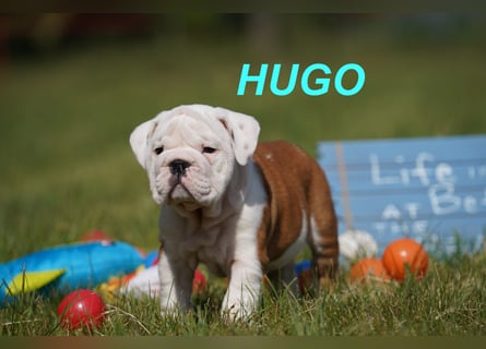 Gesunde, Reinrassige & Super Süße Englische Bulldogge Welpen