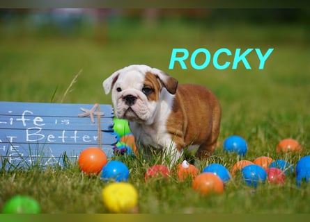 Gesunde, Reinrassige & Super Süße Englische Bulldogge Welpen