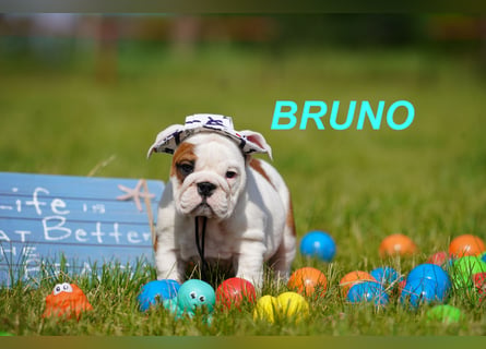 Gesunde, Reinrassige & Super Süße Englische Bulldogge Welpen