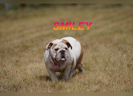Gesunde Reinrassige Englische Bulldogge Welpen