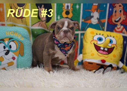 Gesunde Reinrassige Englische Bulldogge Welpen
