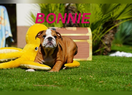 Gesunde Reinrassige Englische Bulldogge Welpen