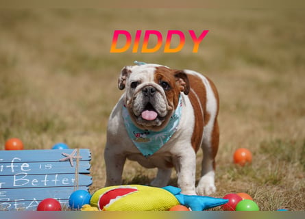 Gesunde Reinrassige Englische Bulldogge Welpen