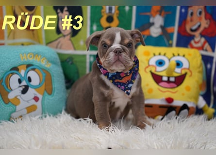 Gesunde Reinrassige Englische Bulldogge Welpen