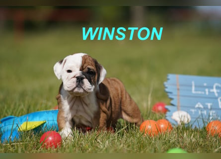 Gesunde, Reinrassige & Super Süße Englische Bulldogge Welpen
