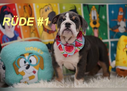 Gesunde Reinrassige Englische Bulldogge Welpen