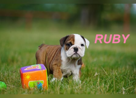 Gesunde, Reinrassige & Super Süße Englische Bulldogge Welpen