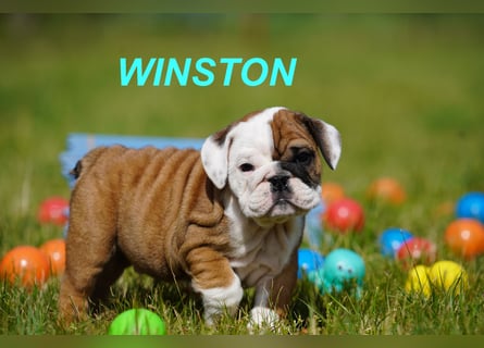 Gesunde, Reinrassige & Super Süße Englische Bulldogge Welpen