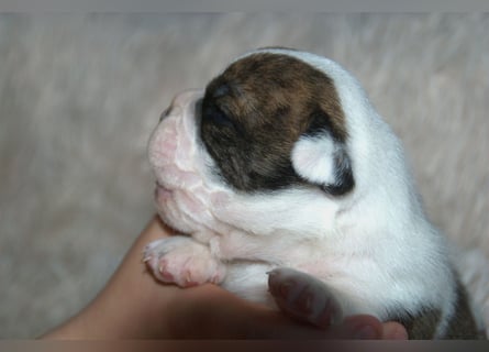 Bulldogs vom Zwieseltal