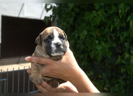 Continental Bulldog Welpen VDH/CBCD - The Loki Bull