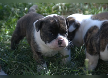 English Bulldog alternativ - Bulldogs vom Zwieseltal
