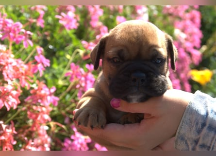 Continental Bulldog Welpen vom Zwieseltal