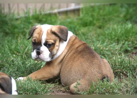 English Bulldog alternativ - Bulldogs vom Zwieseltal