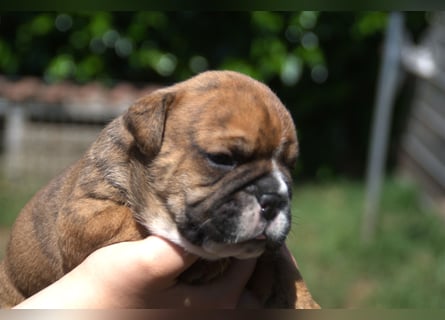 Continental Bulldog Welpen VDH/CBCD - The Loki Bull