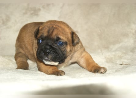 Continental Bulldog Welpen VDH/CBCD - The Loki Bull